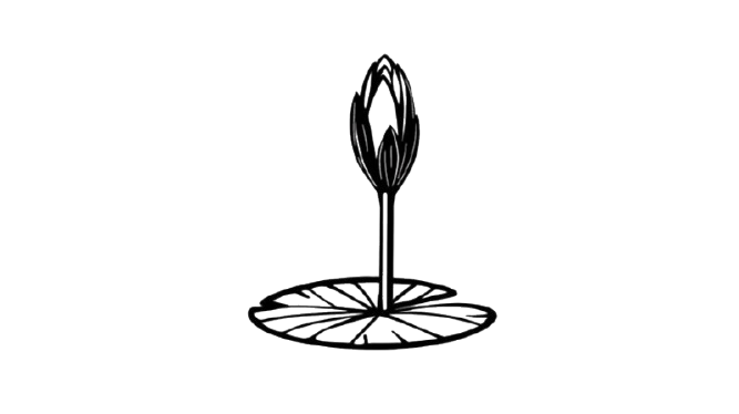 শাপলা কলি